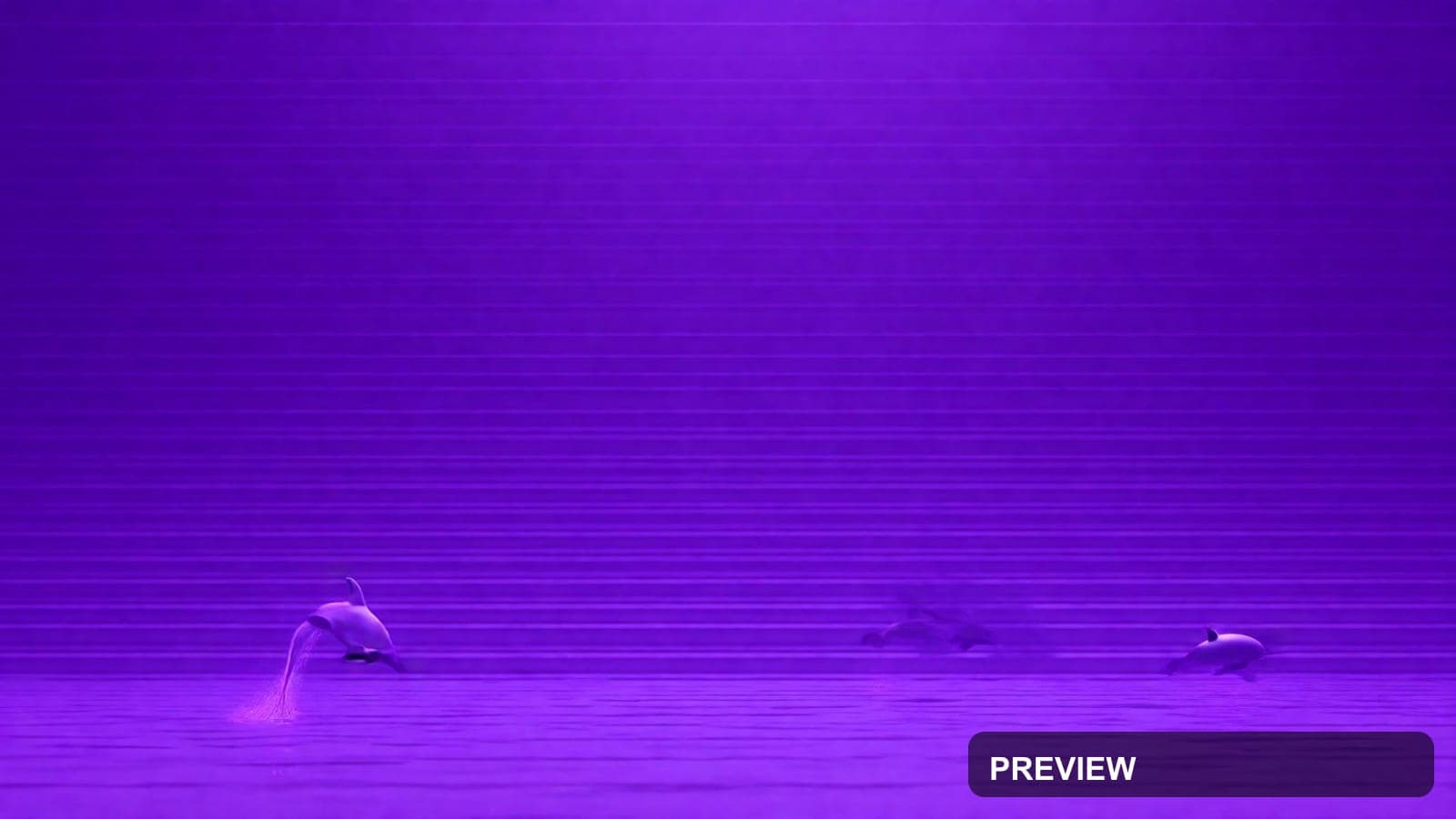 Dolphins, Retro Arcade aesthetic, Brutalist, Nostalgic mood, Violet accents, ... — wallpaper — 1920×1080, Retro Arcade, Cinematic, Soft
