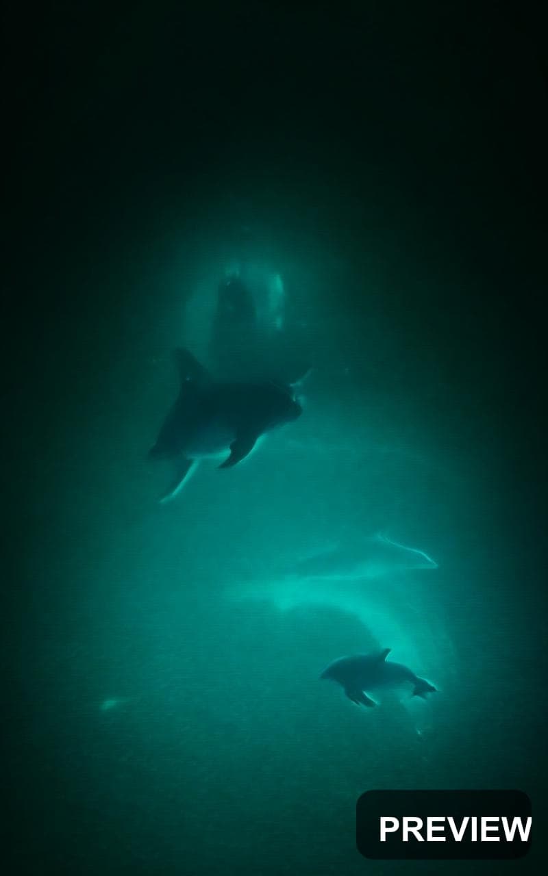 Dolphins, Spacepunk aesthetic, Neon Glow, Noir mood, Neon Teal accents, Noise... — wallpaper — 800×1280, Neon, Cinematic, Soft